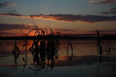 Silhouette plants by lake against sky during sunset