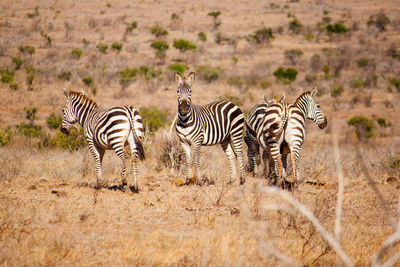 Zebras on grassy field