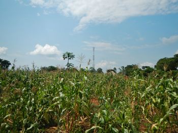 Scenic view of field against cloudy sky