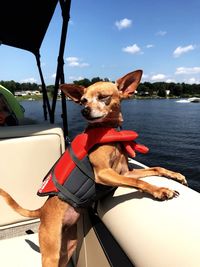 Dog sitting by boat against sky