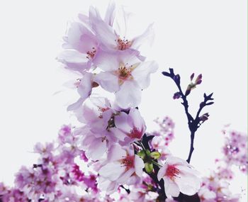 Low angle view of cherry blossoms