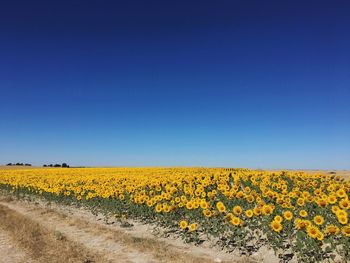 Scenic view of oilseed rape field against clear blue sky