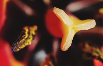 Close-up of plant against blurred background