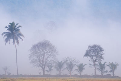 Trees on field against sky