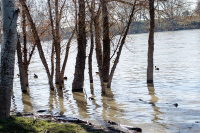 Trees on water