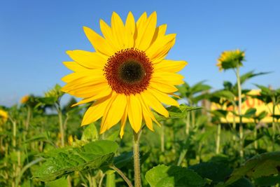 Close-up of sunflower blooming in field