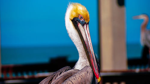 Close-up portrait of pelican
