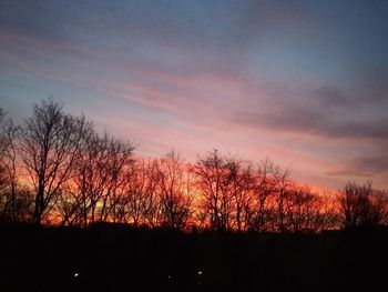 Silhouette of trees at sunset