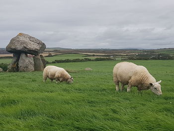 Sheep grazing in a field