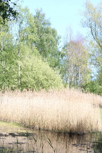 Plants growing on field