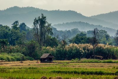 Trees on field against mountains