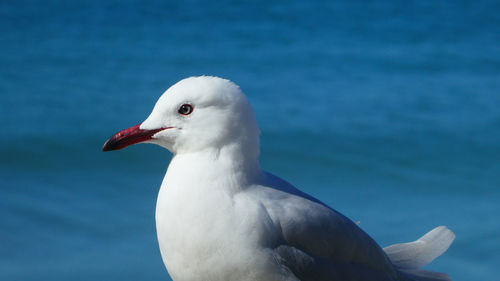 Close-up of seagull against blue sea