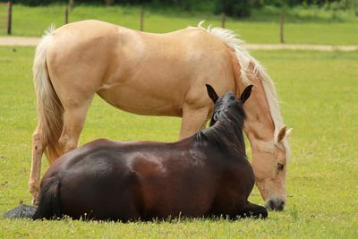 Horses in the field