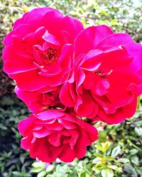 Close-up of pink flowers