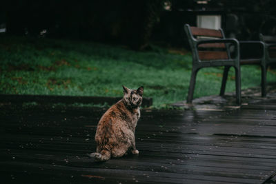 Cat sitting on wet floorboard