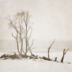 Bare trees in water