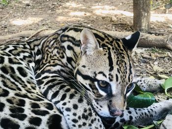 Ocelot resting