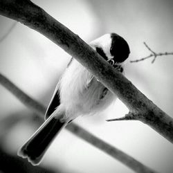 Close-up of bird perching on branch