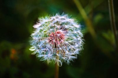 Close-up of dandelion flowers