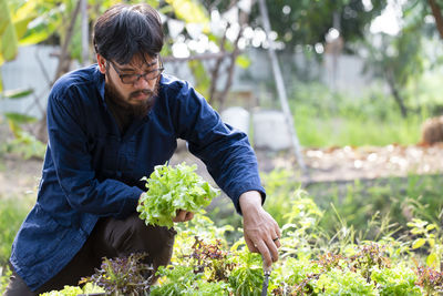 Gardener holding organic lettuce at greenhouse.