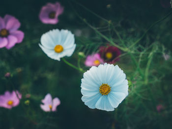 Close-up of purple cosmos flowers on field