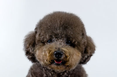 Adorable black poodle dog smiling with happy face on white color background.