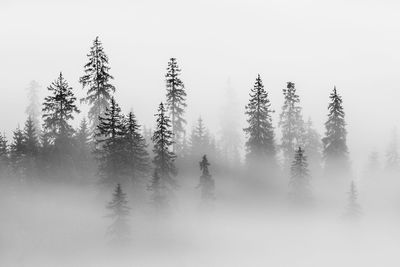 Abstract landscape in the mountains, with fog in the forest, in the morning in rodnei mountains 