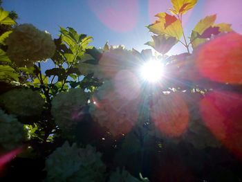 Low angle view of sunlight streaming through tree