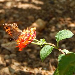 Close-up of butterfly pollinating on flower