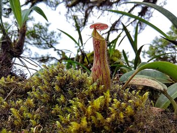 Low angle view of succulent plant