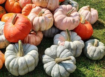 High angle view of pumpkins on field