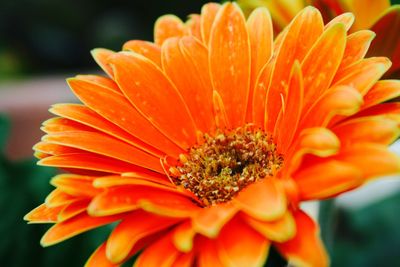 Close-up of yellow flower blooming outdoors