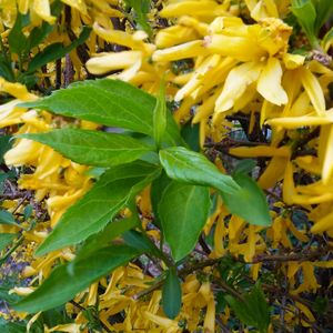 Close-up of yellow flowers