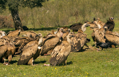 Flock of birds on field