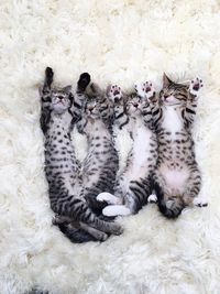 View of cats lying on floor