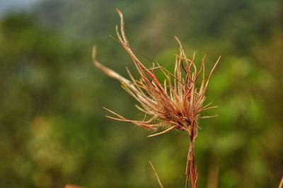 Close-up of wilted plant