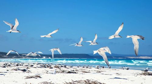 Birds flying on calm beach against blue sky