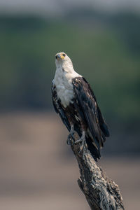 Close-up of bird perching on wood