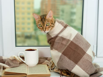 A bengal cat sits by the window, covered with a warm checkered scarf.