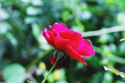 Close-up of pink flower