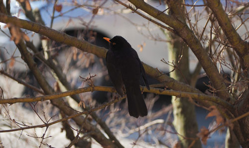 Close-up of bird perching on branch