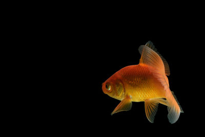 Close-up of fish in sea against black background