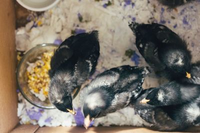 Close-up of young birds in box