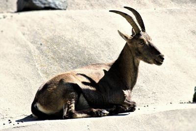 Side view of deer on rock