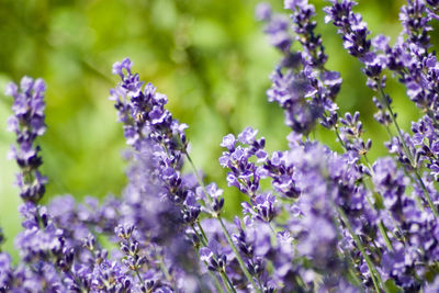 Close-up of purple flowers