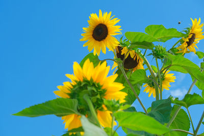 Close-up of yellow flowering plant against clear blue sky