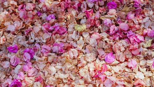 High angle view of pink flowering plants