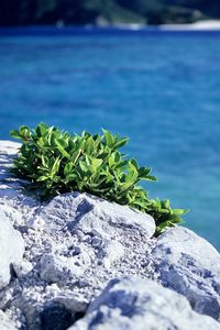 Close-up of plant growing on rock by sea