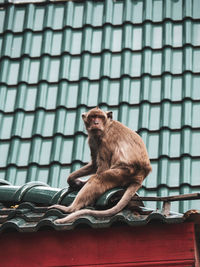 Low angle view of monkey sitting on roof at zoo