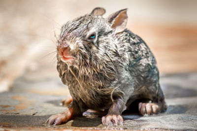 Close-up of a baby rabbit